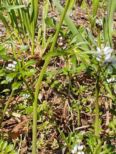 Cardamine hérissée