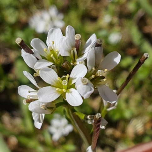Grappe de fleurs de la cardamine hérissée