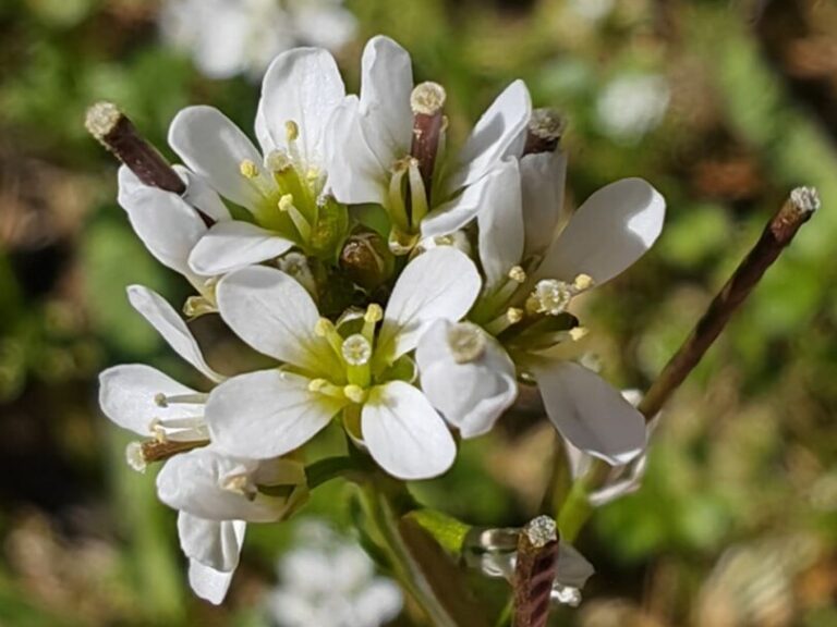 Cardamine hérissée