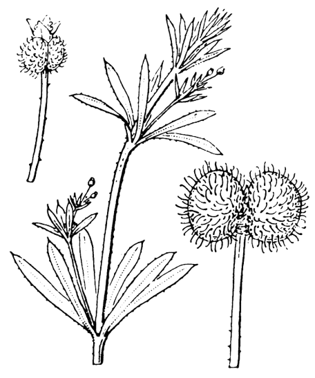 Flore de Coste - Galium aparine Flore de Coste - Galium aparine