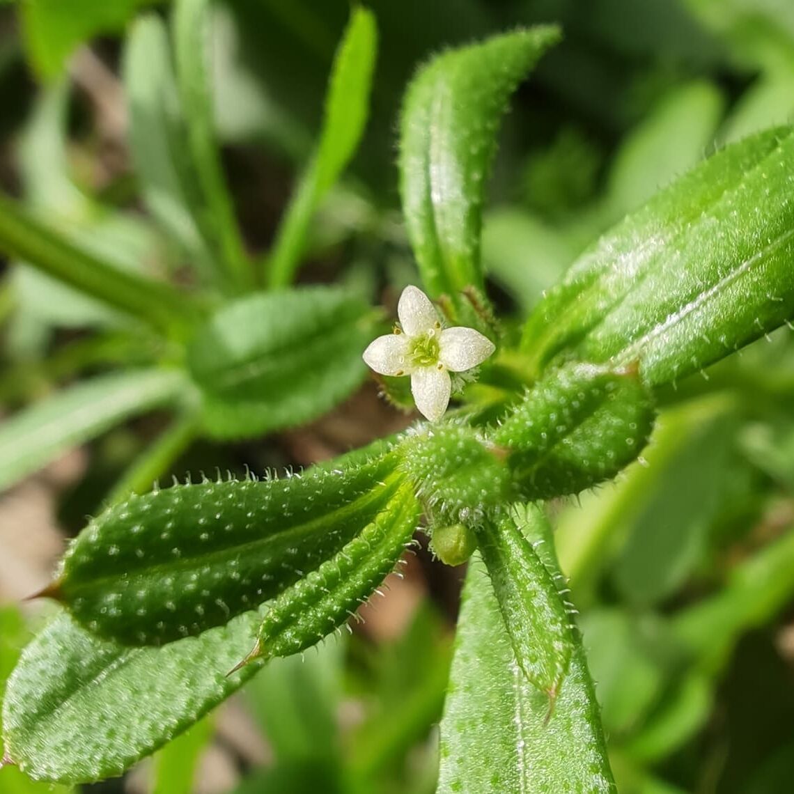 Gaillet gratteron - Fleur