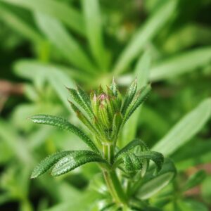 Gaillet gratteron - Jeune pousse Gaillet gratteron - Jeune pousse