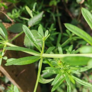 Gaillet gratteron - Tige