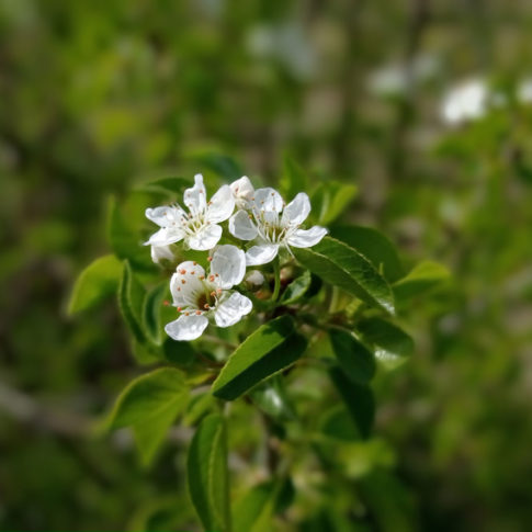 Petits corymbes de fleurs blanches