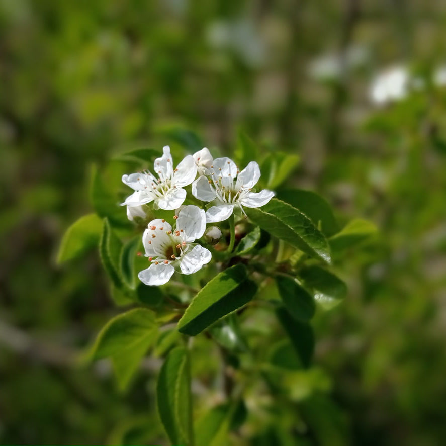 Petits corymbes de fleurs blanches