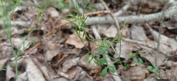 Cardamine hérissée