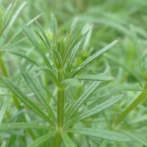 Feuilles verticilles du Gaillet gratteron japissou