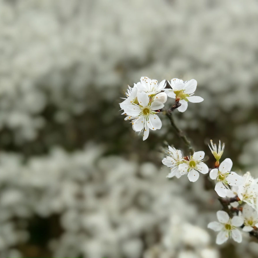 Fleurs du prunelier