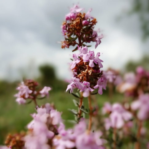 Fleurs réunies en têtes globuleuses du thym commun