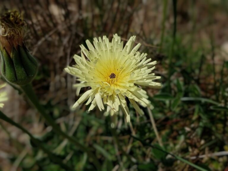 Urosperme de Daléchamps
