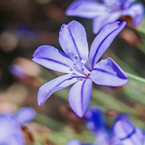 Aphyllanthe de Montpellier - Fleur