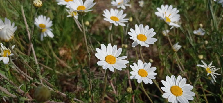 Anthémis des champs