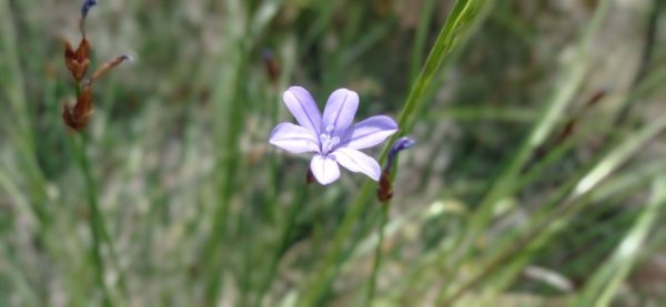 Aphyllanthe de Montpellier