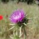 chardon-marie-inflorescence