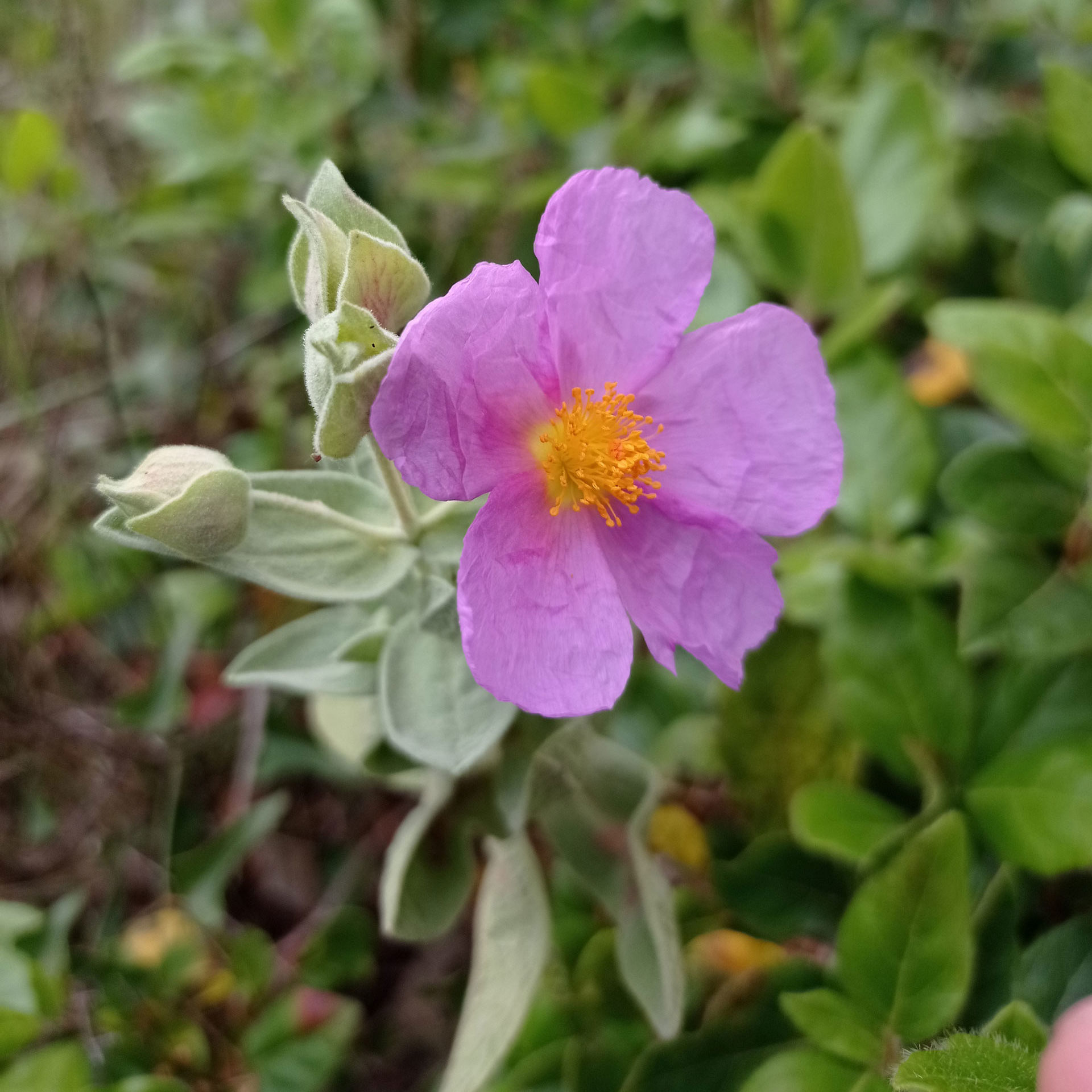 Corolle du Ciste cotonneux