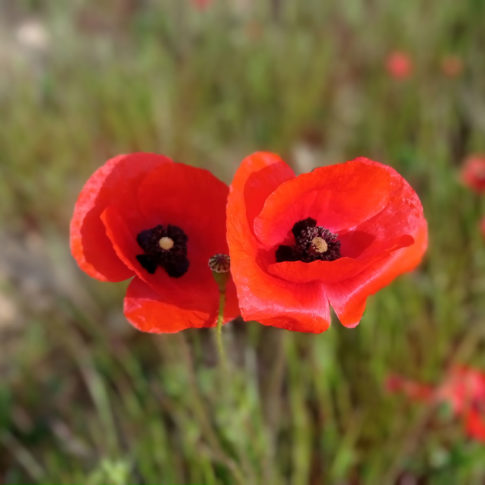 Papaver rhoeas