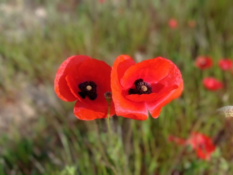 Coquelicot
