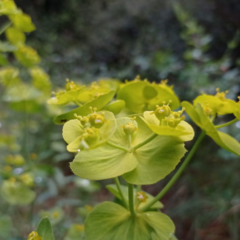 Fleur de l'euphorbe dentée