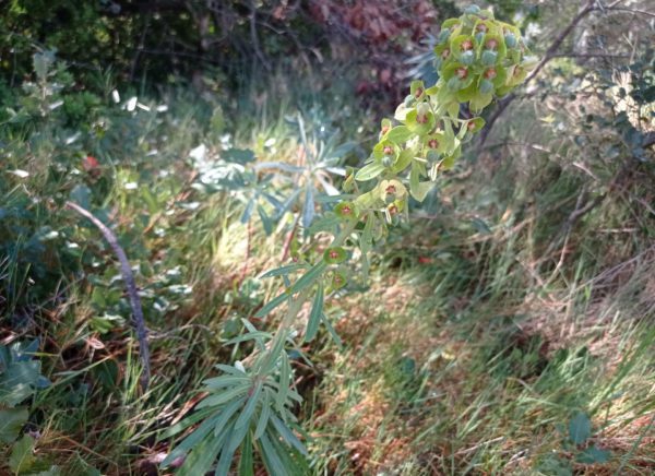 Euphorbe des garrigues