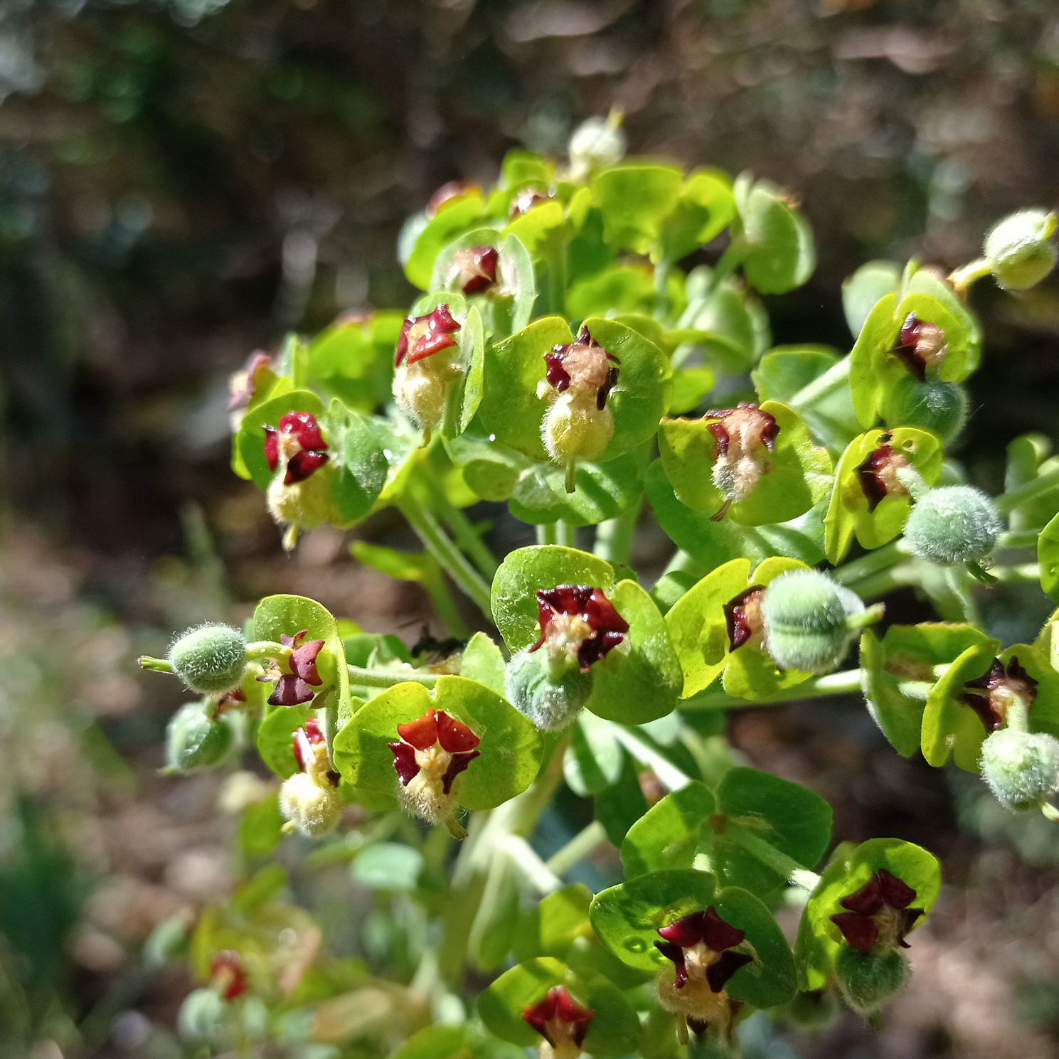 Ombelles de l'euphorbe des garrigues
