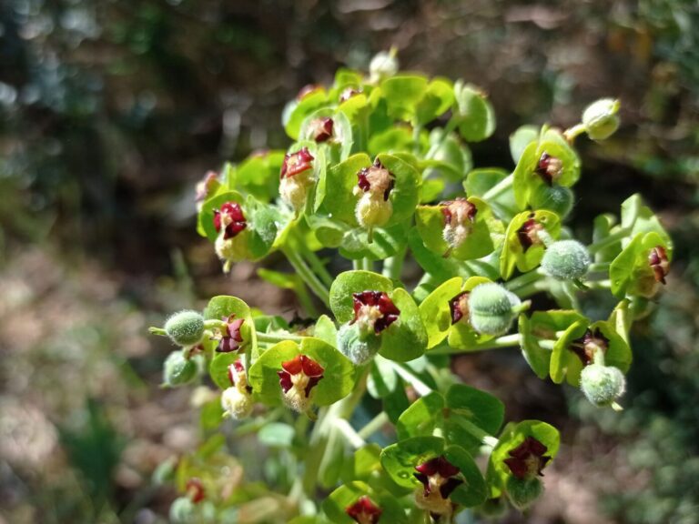 Euphorbe des garrigues