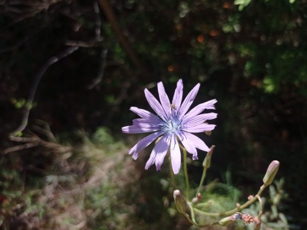 Laitue vivace