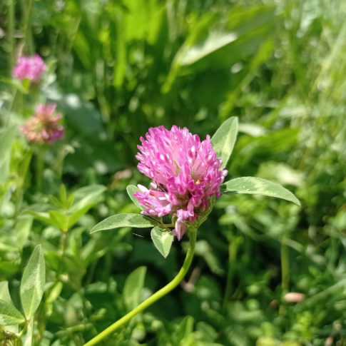 L'inflorescence du Trèfle des prés est composée de fleurs qui forment des têtes globuleuses de couleur rose à pourpre.