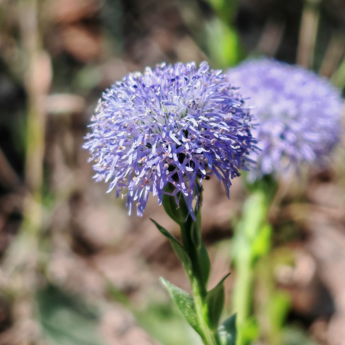 Globulaire commune - Fleurs