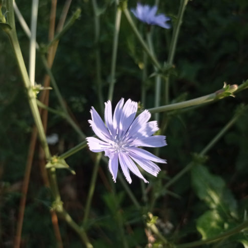 Capitule de chicorée amere