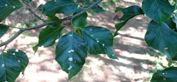 Hêtre commun