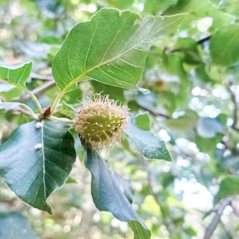 Capsule épineuse du hêtre commun
