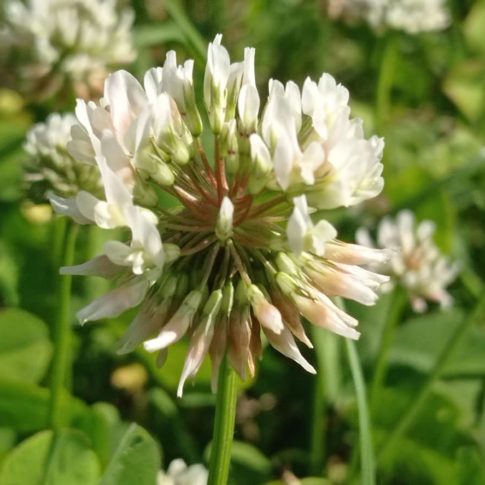 L'inflorescence du Trèfle blanc est composée de fleurs qui forment des têtes globuleuses de couleur blanche.