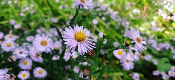 Aster des jardins