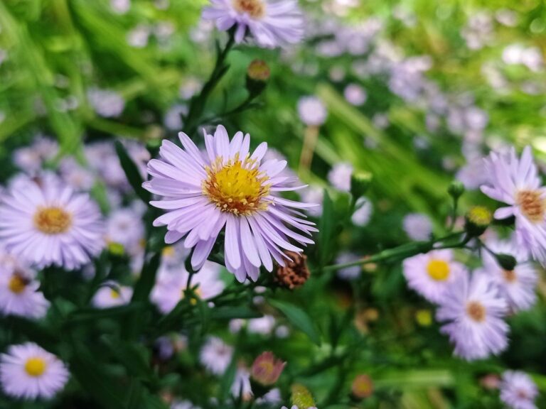 Aster des jardins