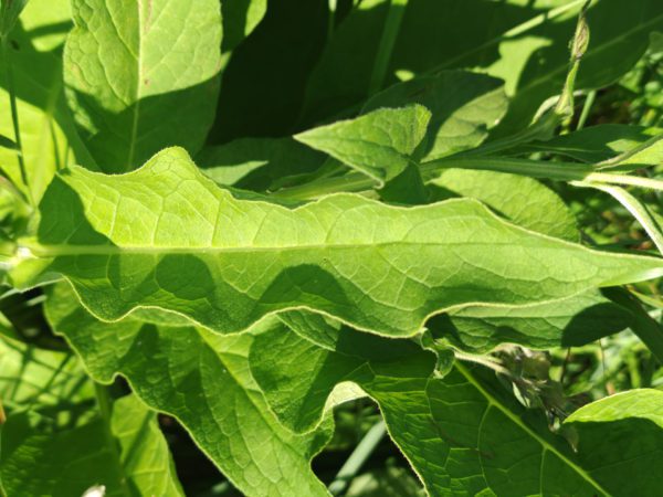 Consoude officinale