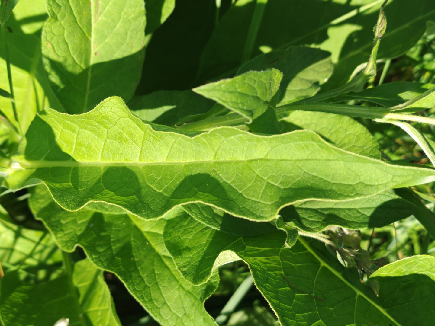 Consoude officinale