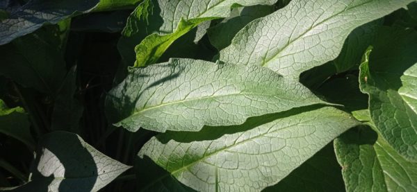 Consoude officinale