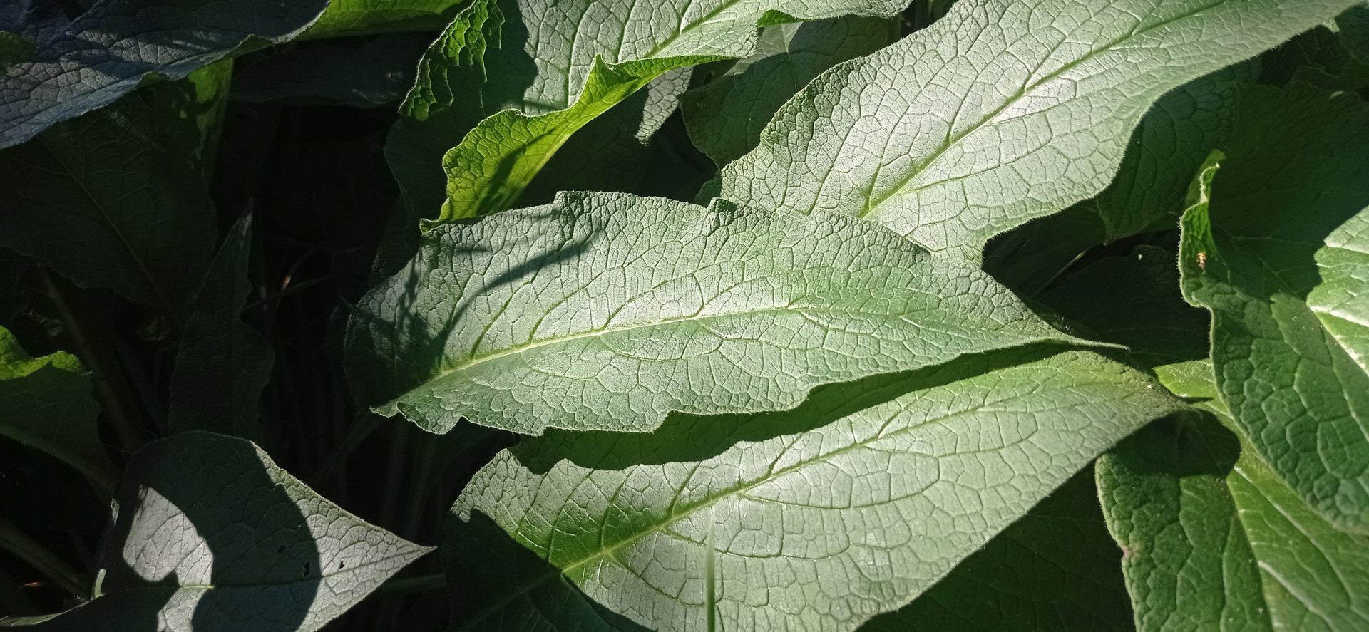 Consoude officinale