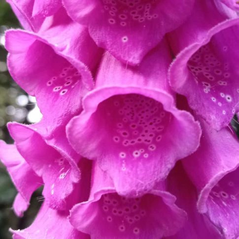 Fleur de digitale pourpre