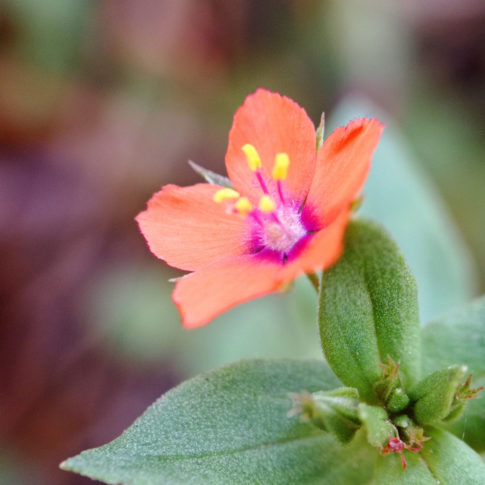 Fleur du mouron rouge