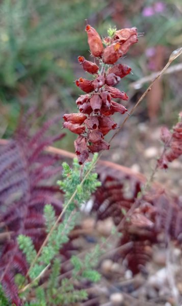 Bruyère ciliée
