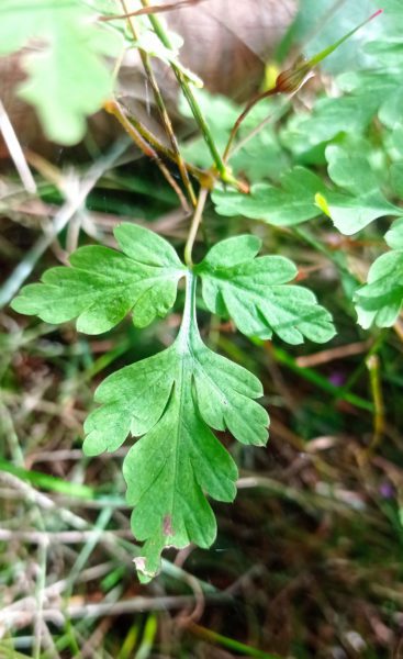 Géranium Herbe à Robert