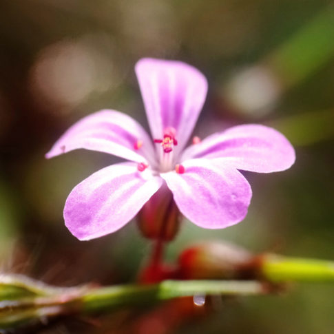Fleur de Geranium robertianum