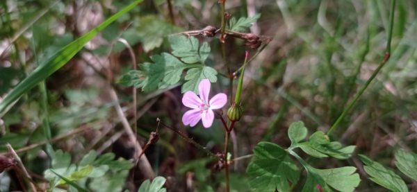 Géranium Herbe à Robert