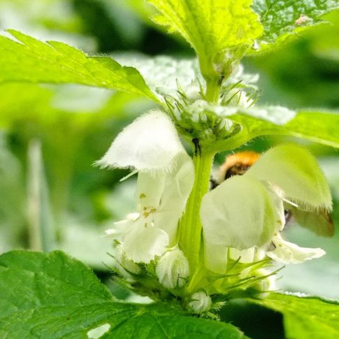 Fleurs du lamier blanc