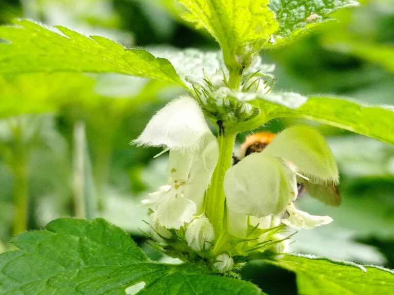 Lamier blanc