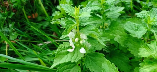 Lamier blanc