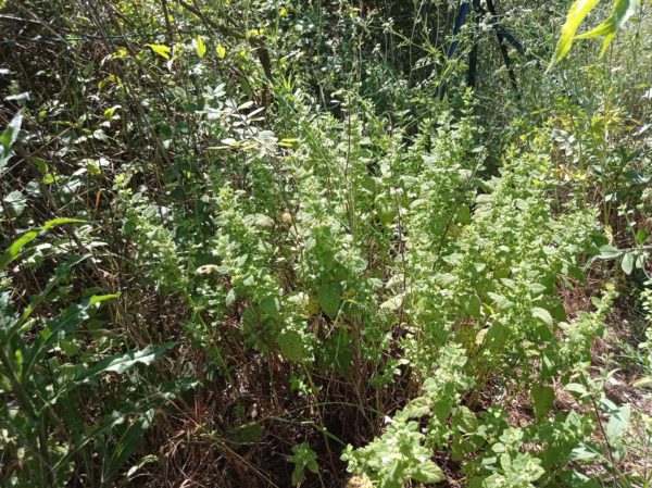 Mélisse officinale