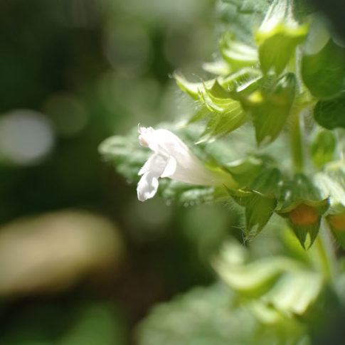Fleur bilabié de la mélisse