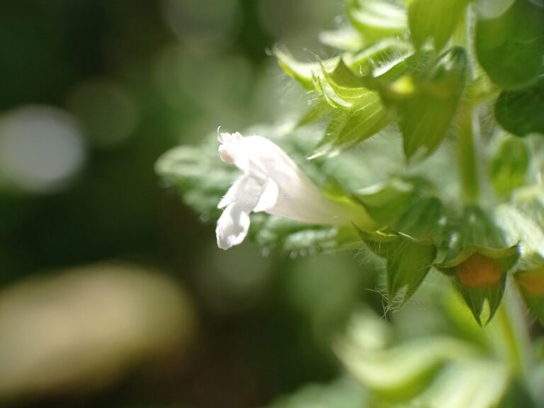 Mélisse officinale